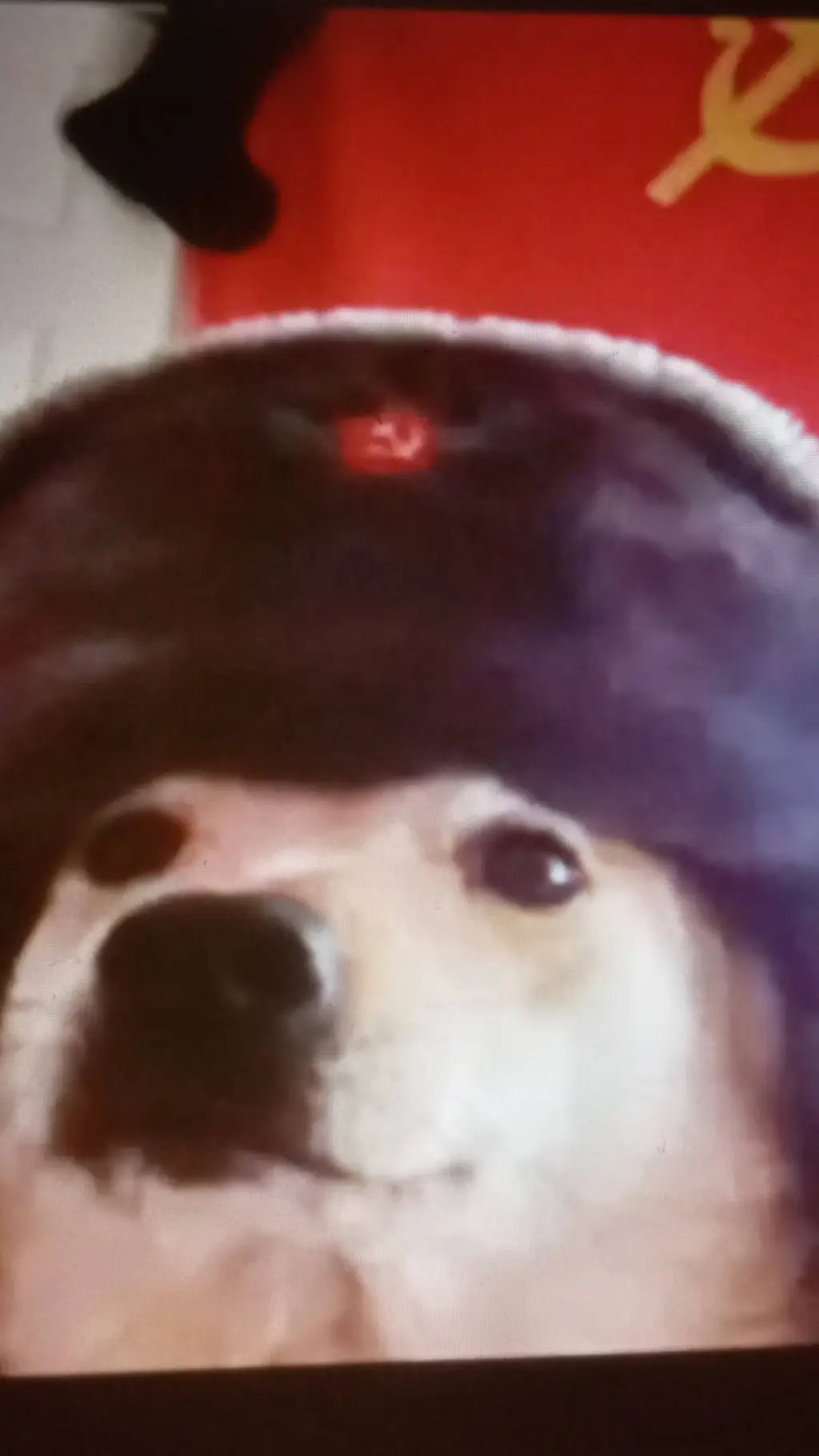 ai character: perro ruso background