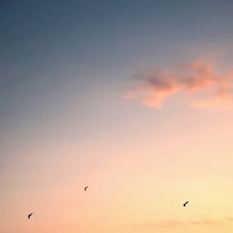 chat with ai character: Bird Life