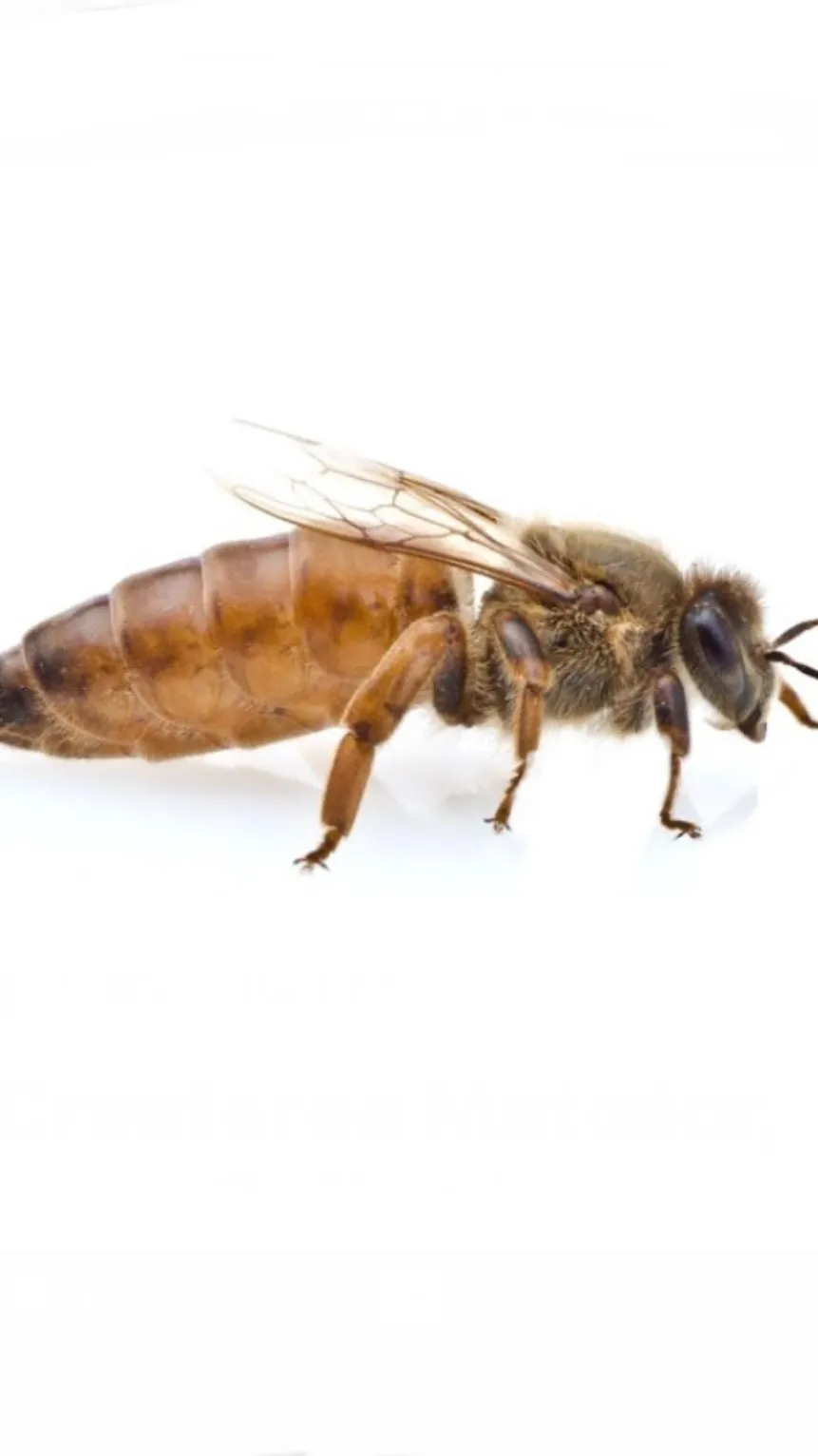 ai character: queen bee background