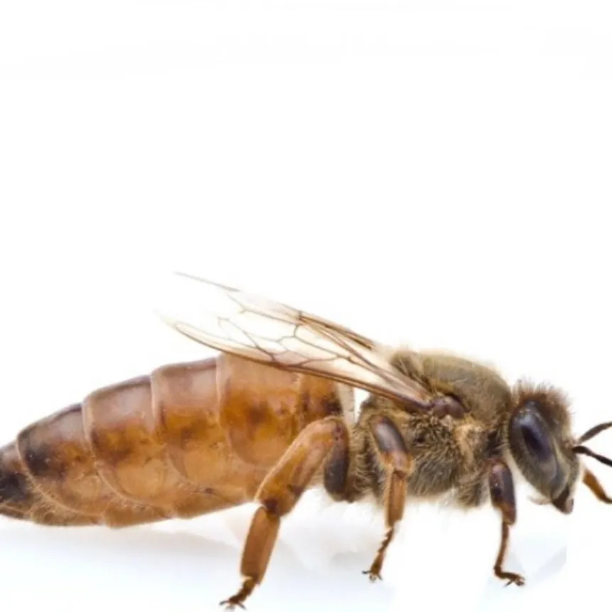 chat with ai character: queen bee