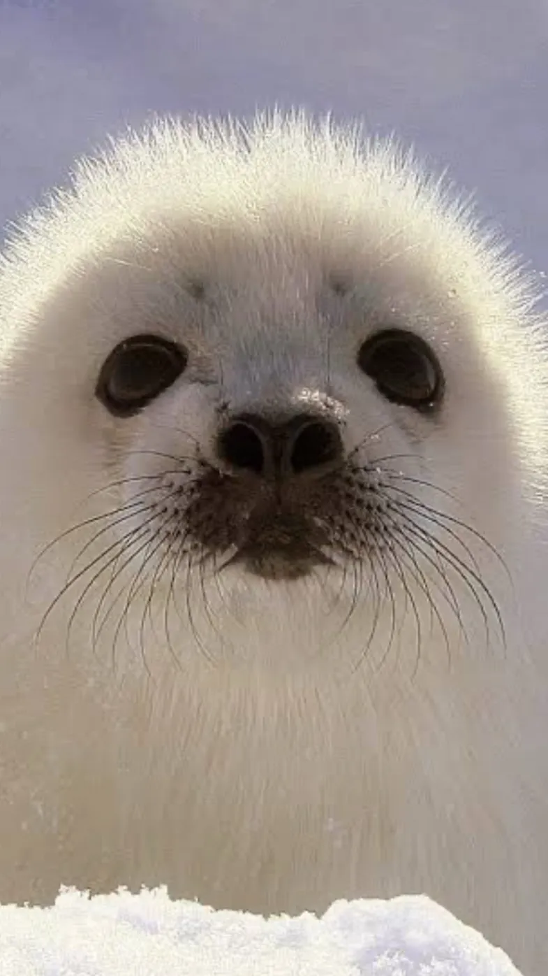 ai character: seal background