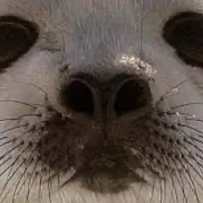 chat with ai character: seal