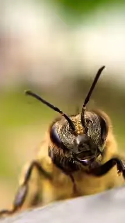 ai character: bee background