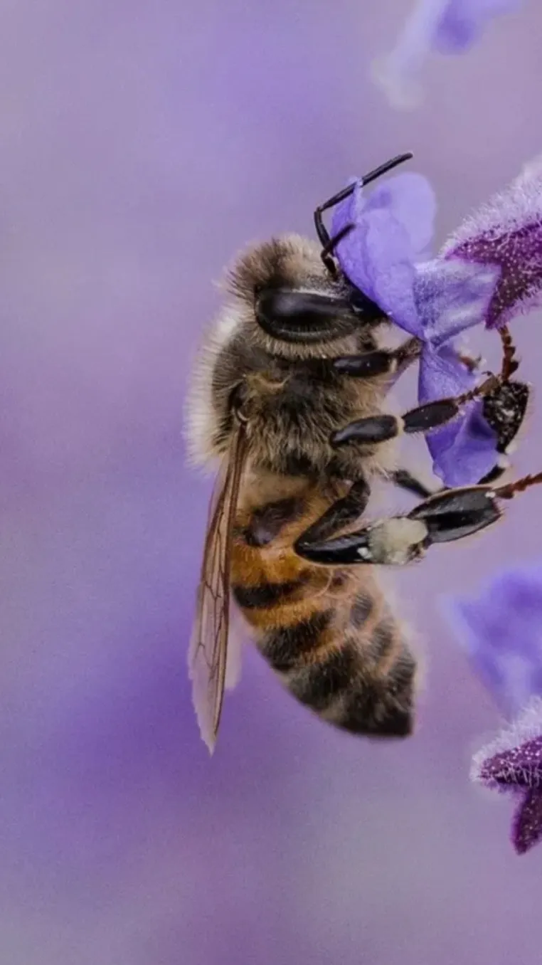 ai character: bee background