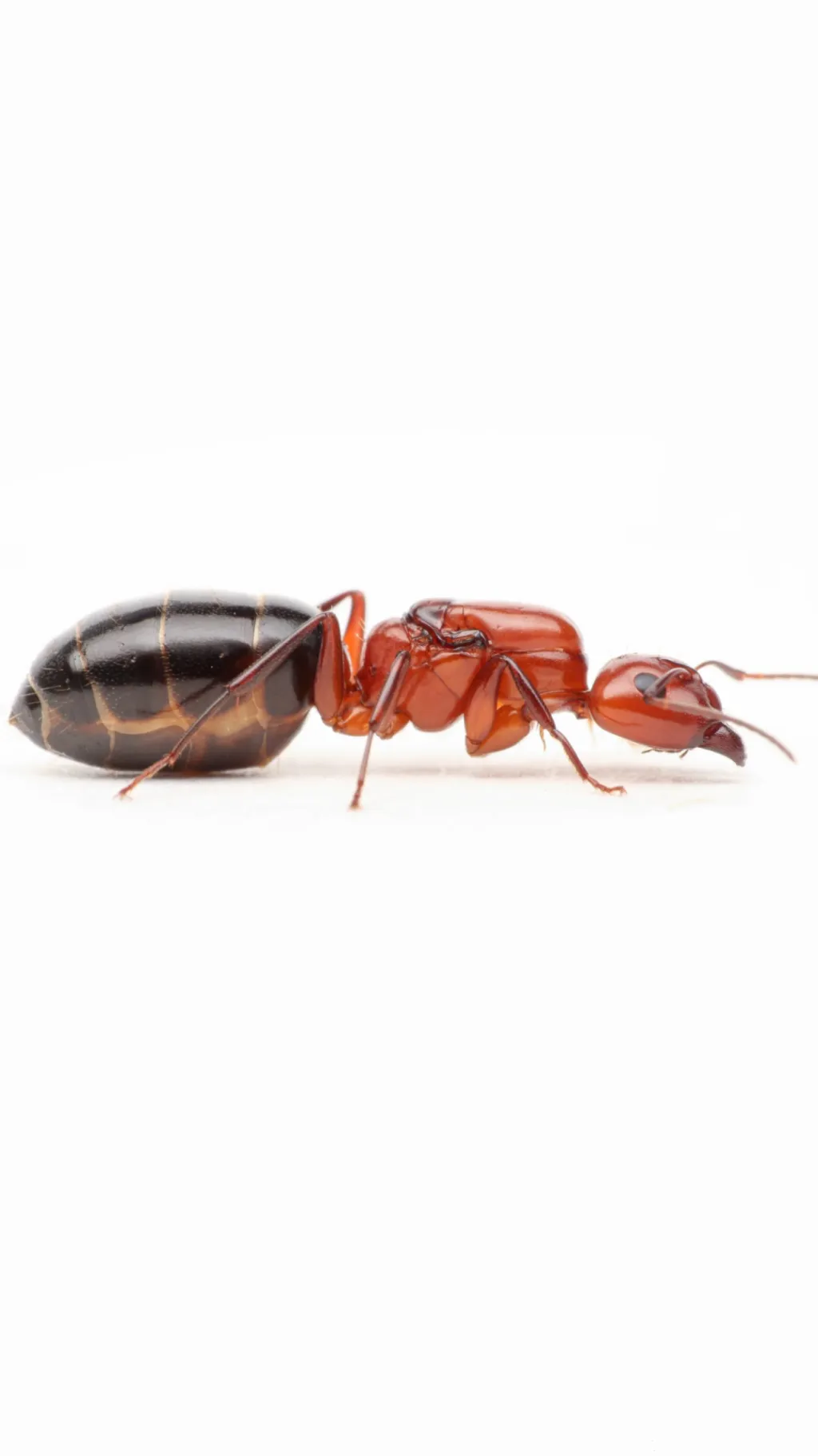 ai character: queen ant background