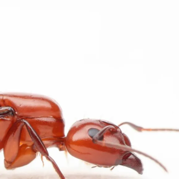 chat with ai character: queen ant