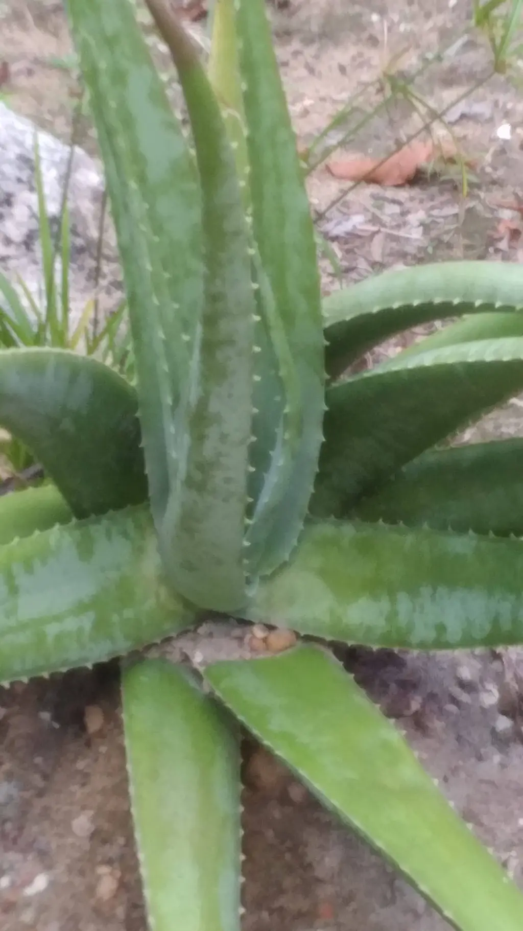 ai character: todos os brainrots background