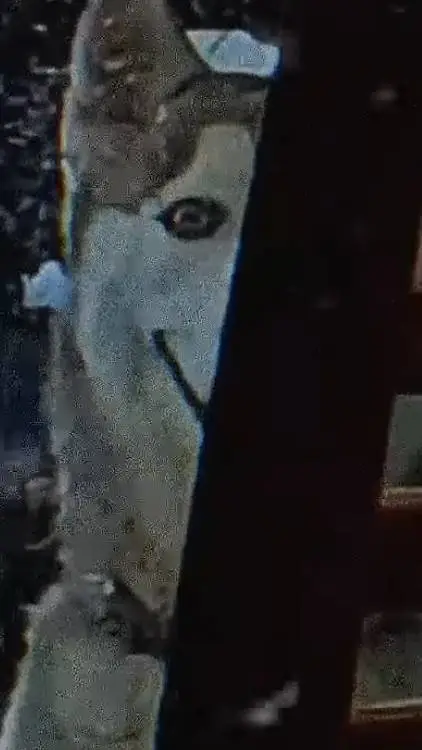 ai character: cachorro maluco  background