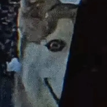 chat with ai character: cachorro maluco 