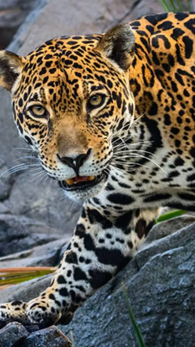 ai character: Jaguar 🐆🐆🐆 background