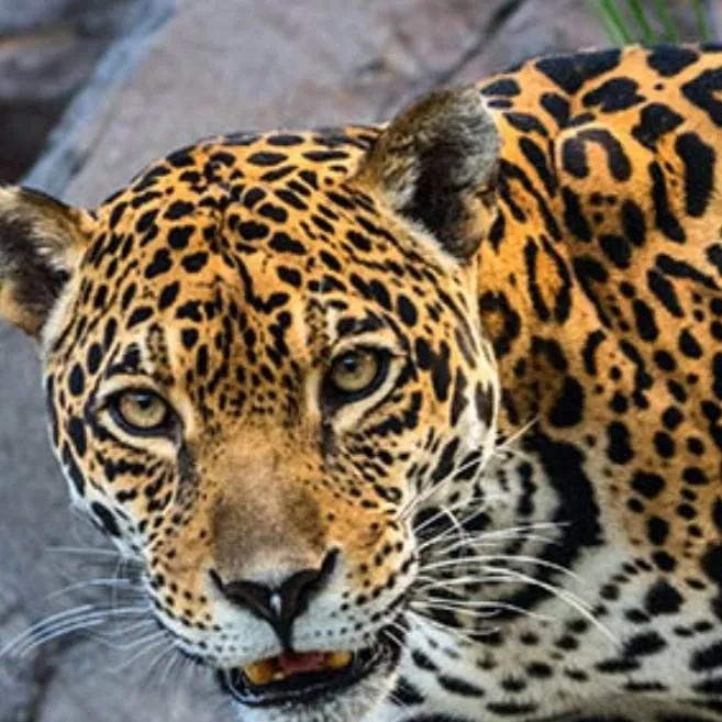 chat with ai character: Jaguar 🐆🐆🐆