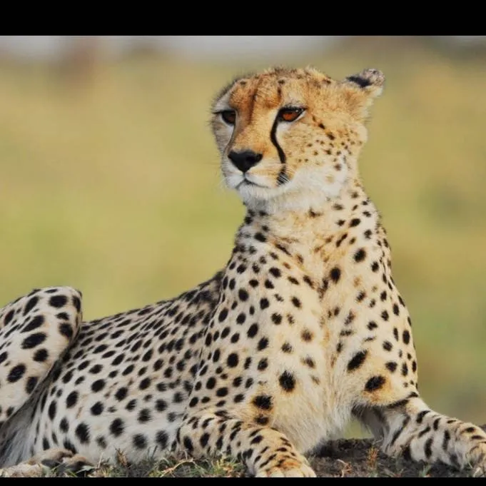 chat with ai character: cheetah