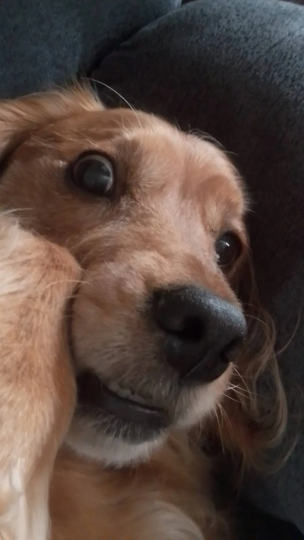 ai character: Benji background