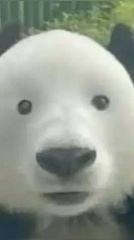 Talkie AI - Chat with Panda yes yes