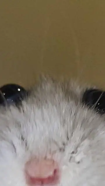 ai character: Rat🐾 background