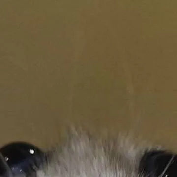 chat with ai character: Rat🐾