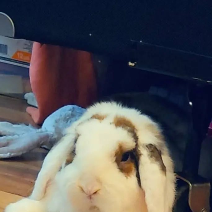 chat with ai character: BUNNY!!
