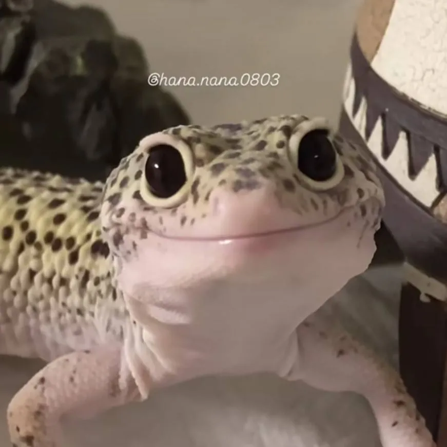 chat with ai character: Dinodino