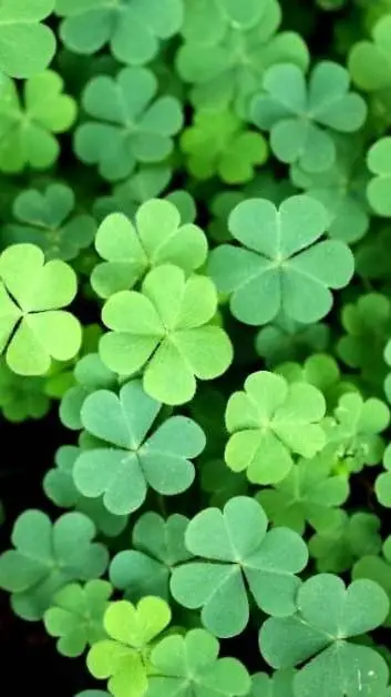 ai character: trébol 🍀 background