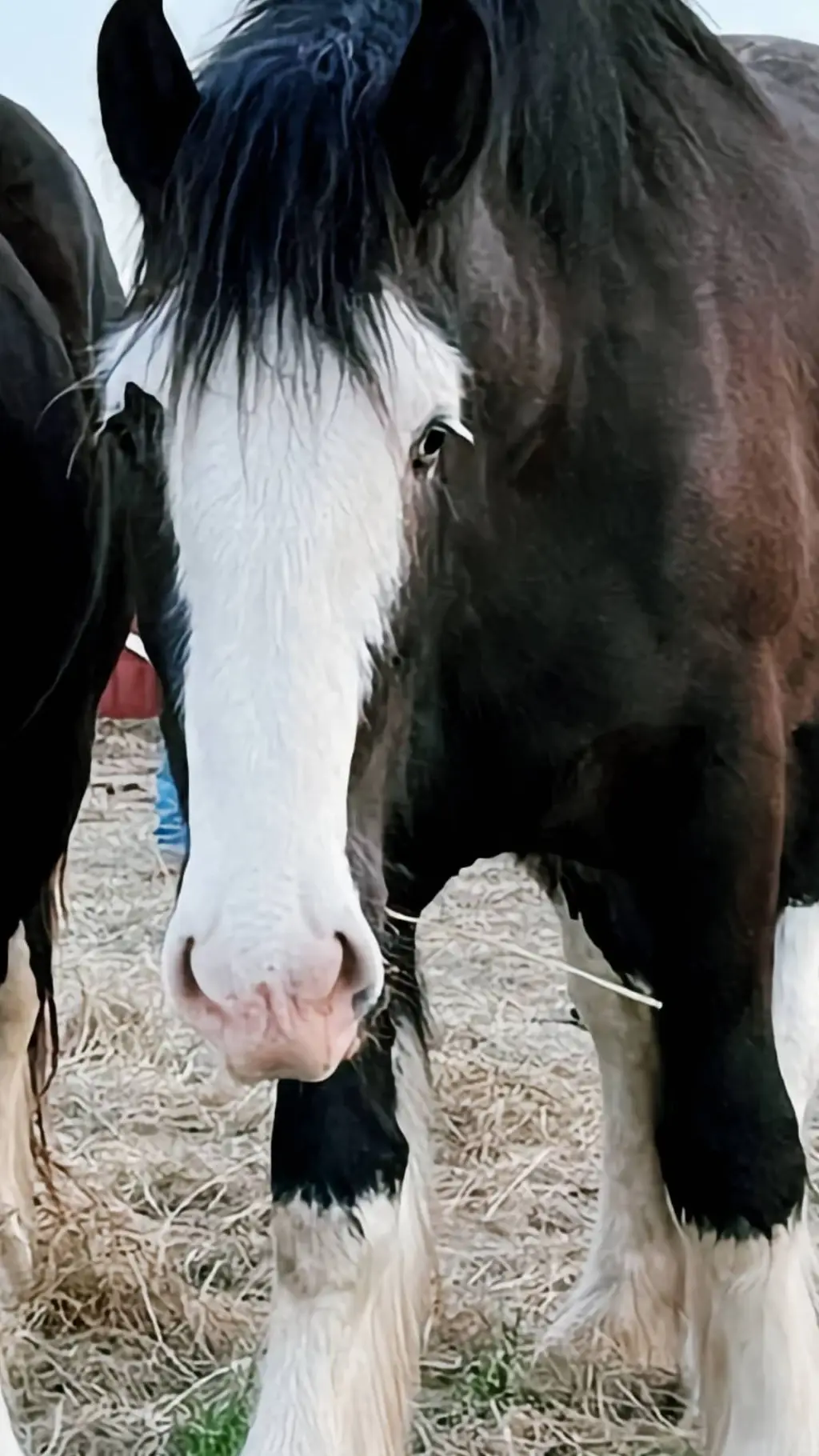 ai character: apple  background