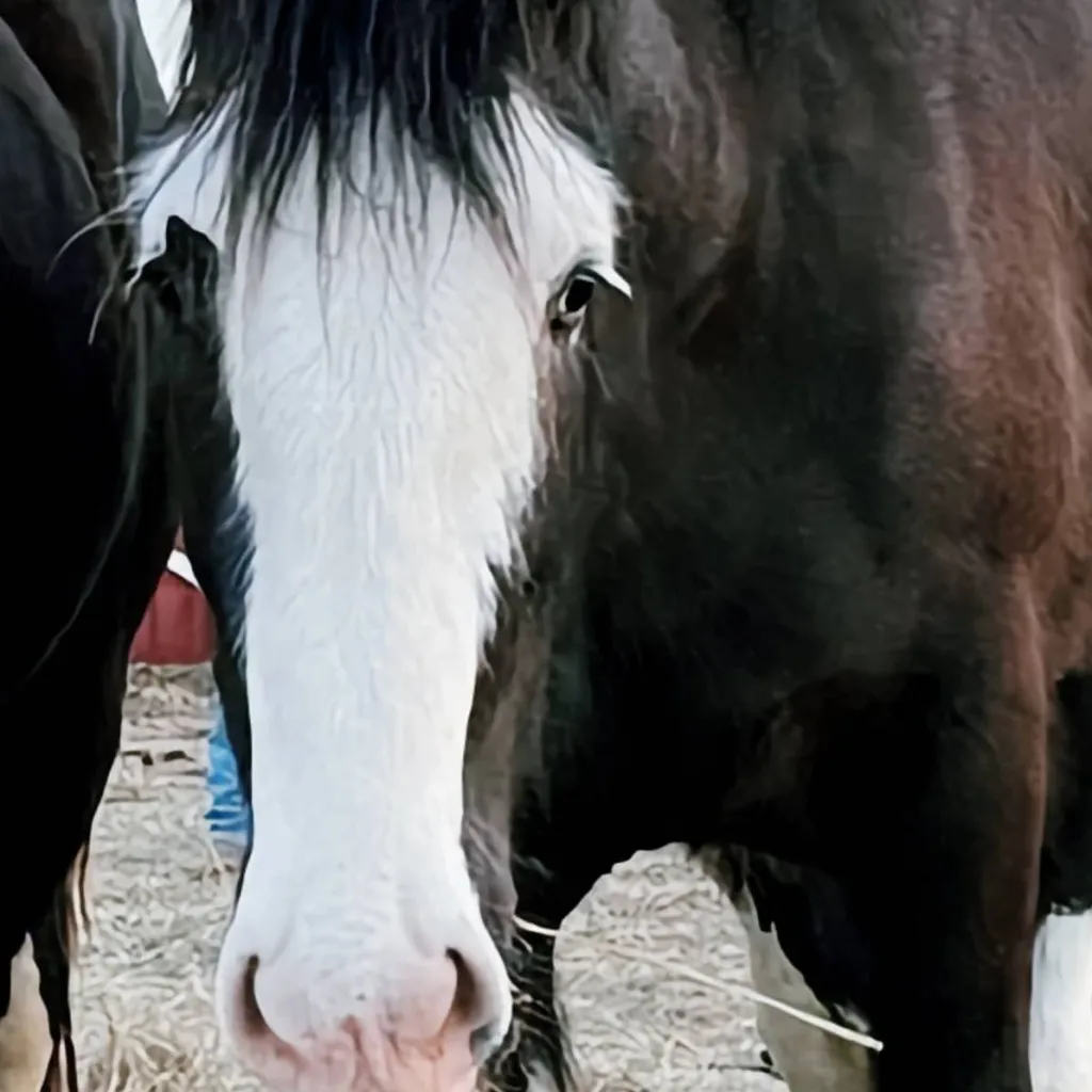 chat with ai character: apple 