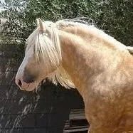 chat with ai character: protective stud