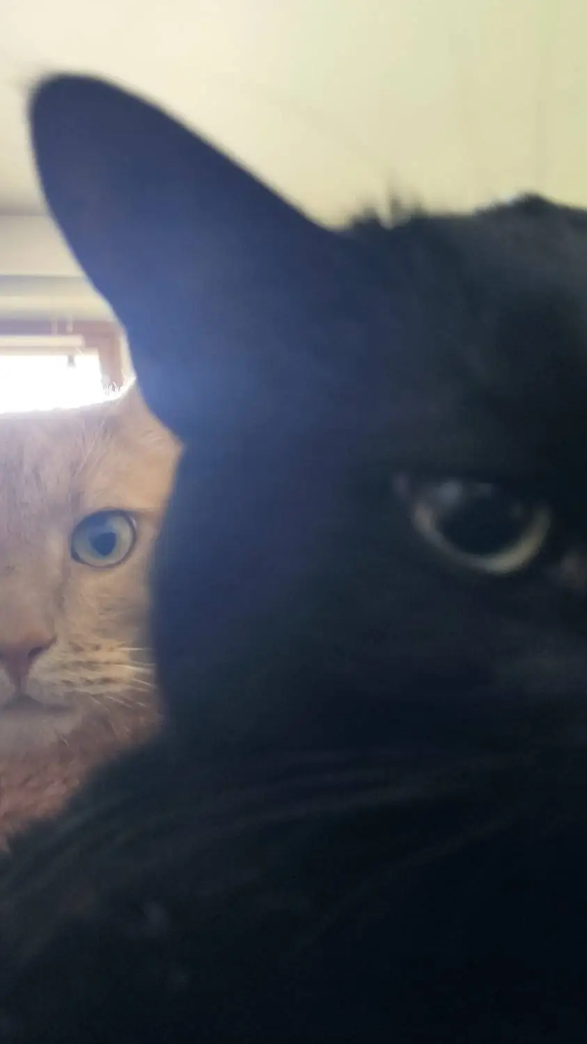 Talkie AI - Chat with guest666❤️ x noob💛