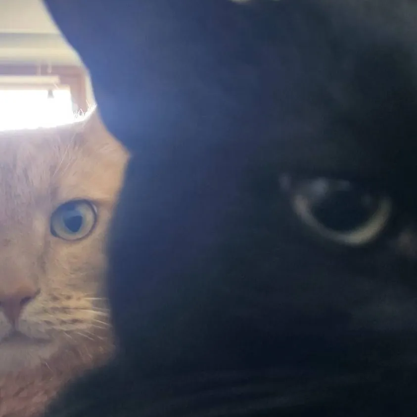 chat with ai character: guest666❤️ x noob💛