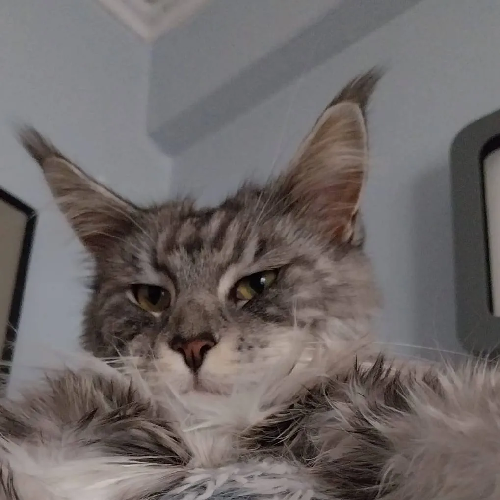 chat with ai character: Azure and twotime