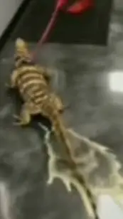 ai character: rng background