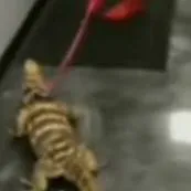 chat with ai character: rng