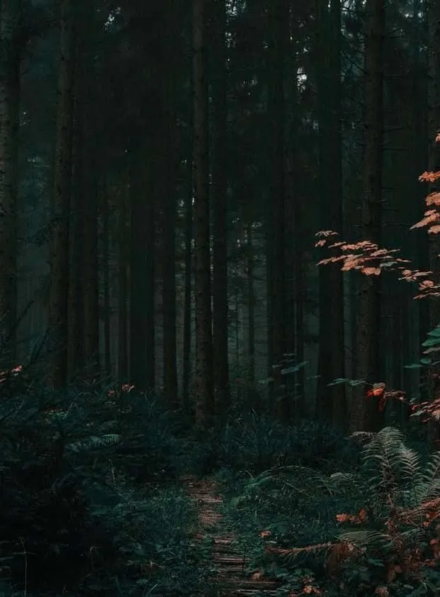 chat with ai character: Viggo Grimborn 