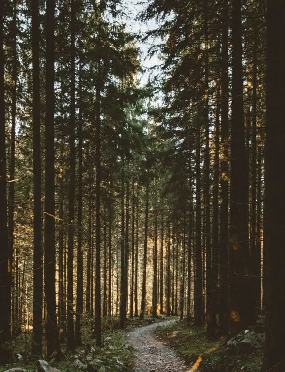 chat with ai character: Viggo Grimborn 