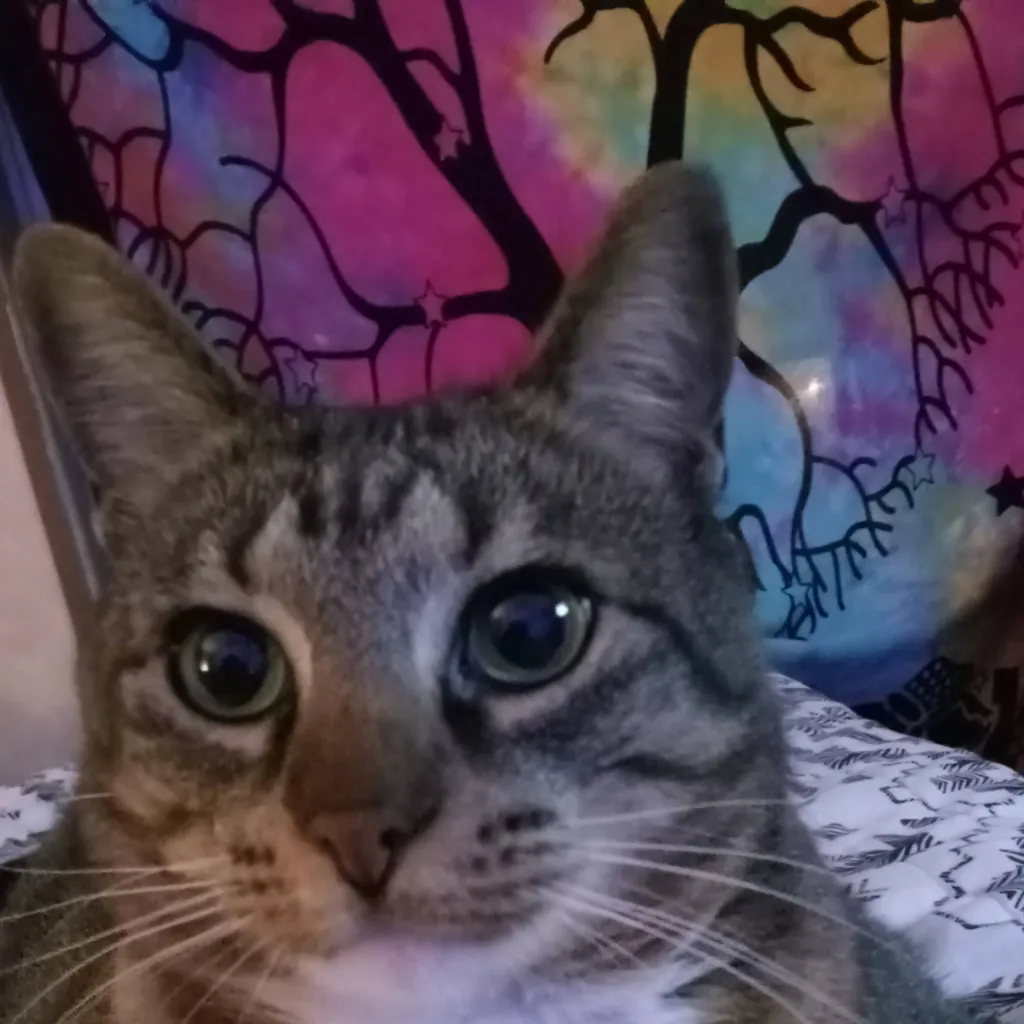 chat with ai character: JEFFY!