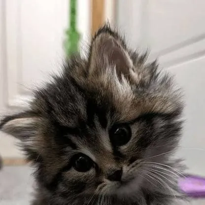 chat with ai character: your pet cat 2