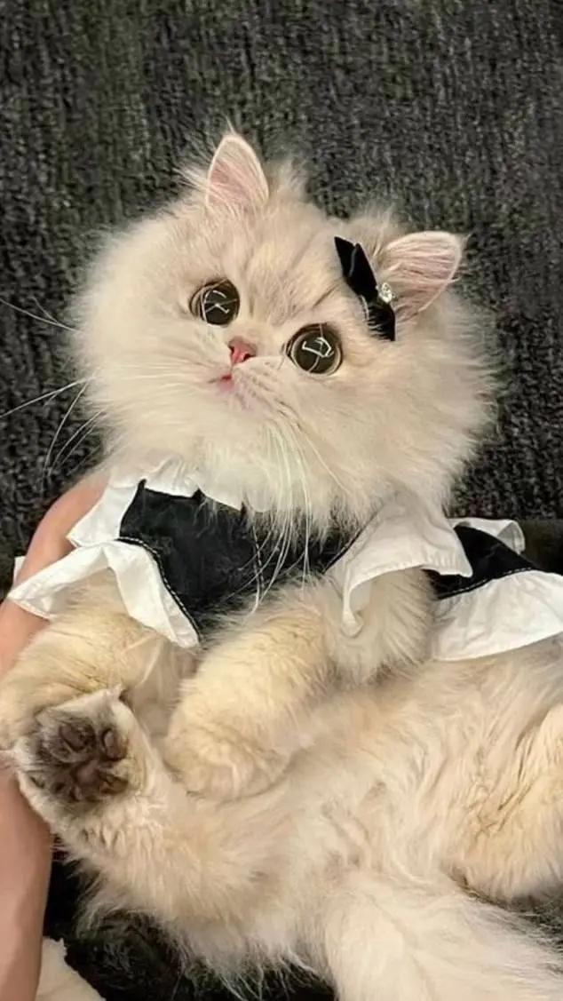 ai character: your pet cat 3 background