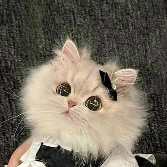 chat with ai character: your pet cat 3