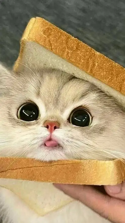 ai character: your pet cat 4 background