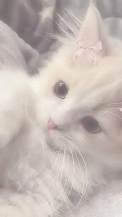 ai character: cat background