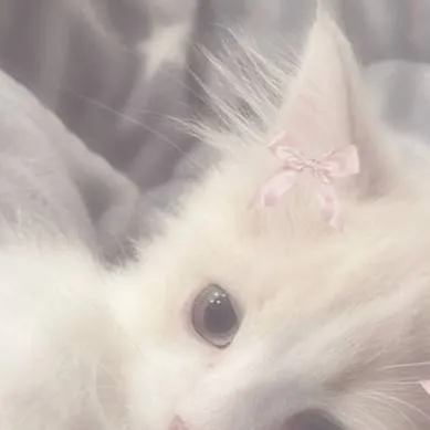 chat with ai character: cat