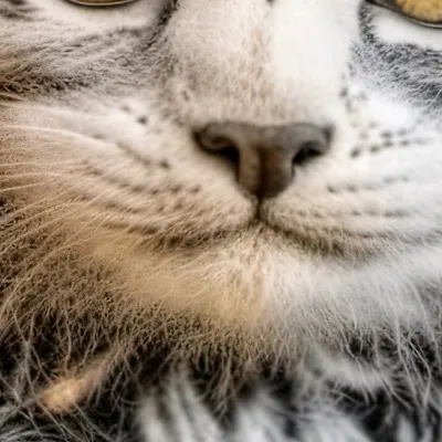 chat with ai character: Cat family 