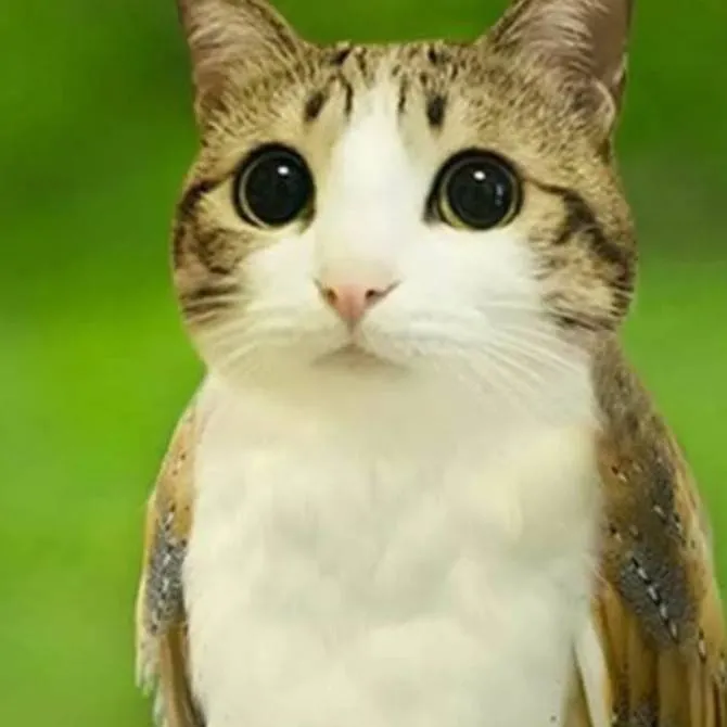 chat with ai character: Meowl