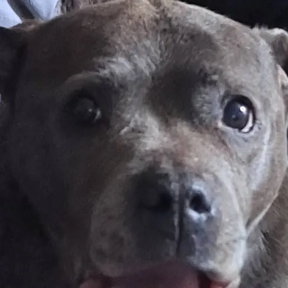 chat with ai character: coco