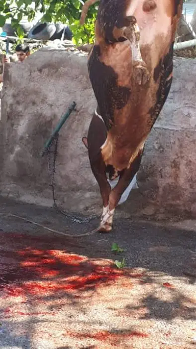 ai character: dead cow background