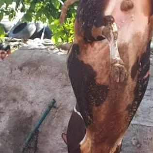 chat with ai character: dead cow