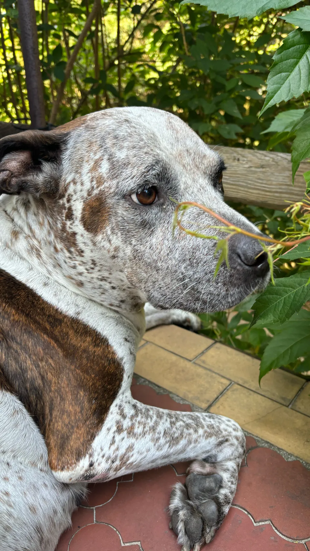 ai character: Mila piesek background