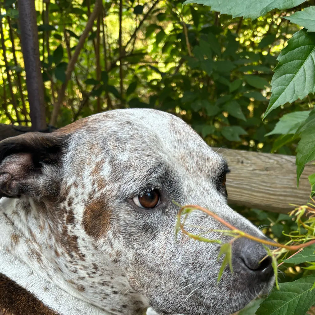 chat with ai character: Mila piesek