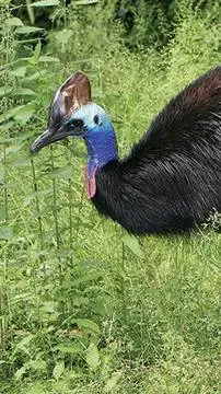 ai character: cassowary background