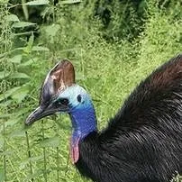 chat with ai character: cassowary
