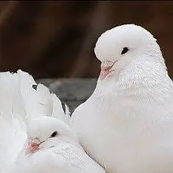 chat with ai character: 2 doves